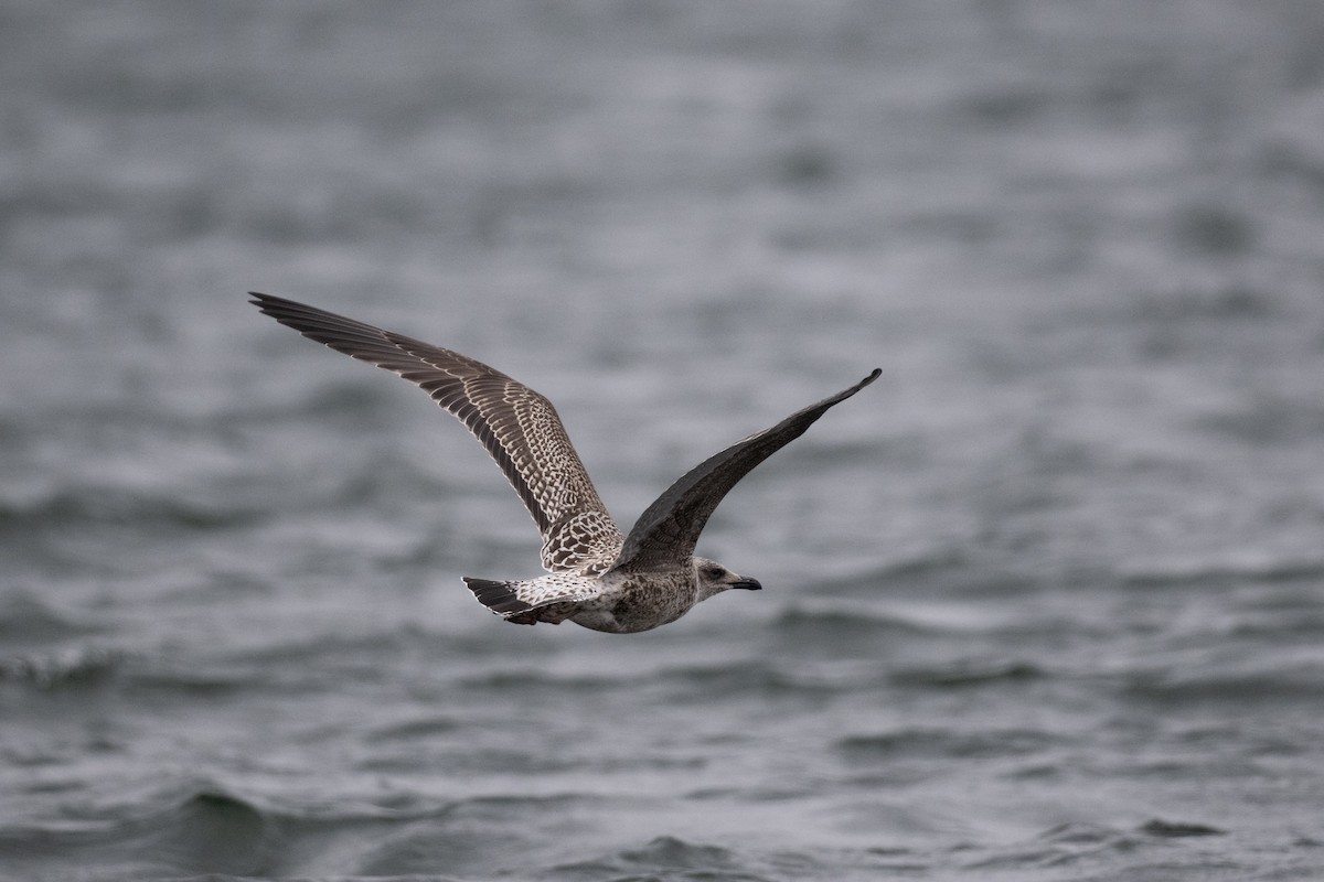 racek žlutonohý - ML611038522