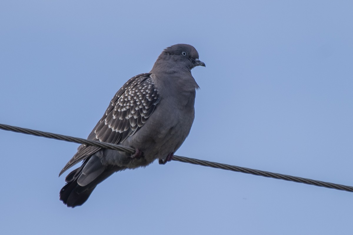 Spot-winged Pigeon - ML611038552