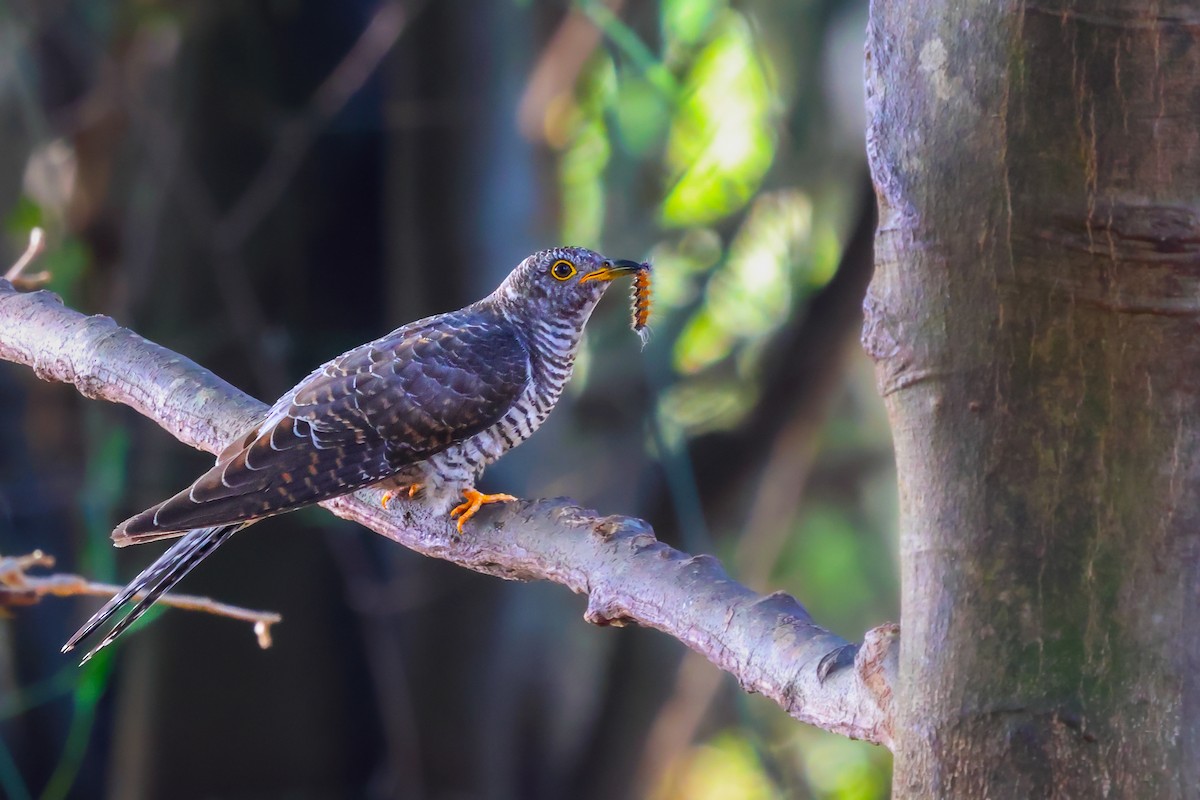 Common Cuckoo - ML611038566