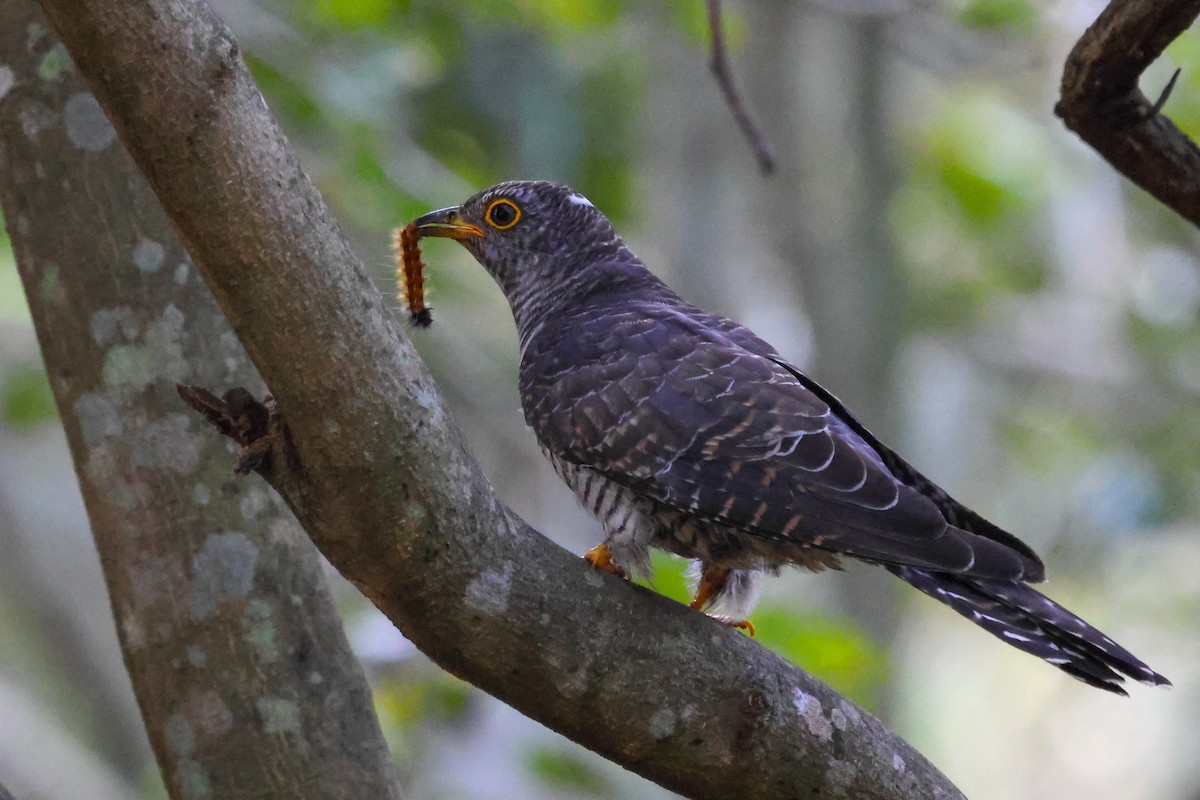 Common Cuckoo - ML611038568