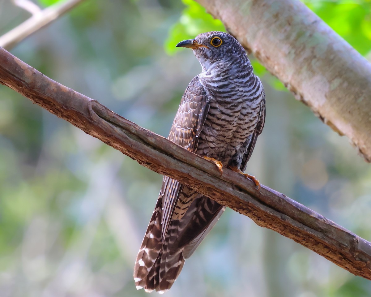 Common Cuckoo - ML611038569
