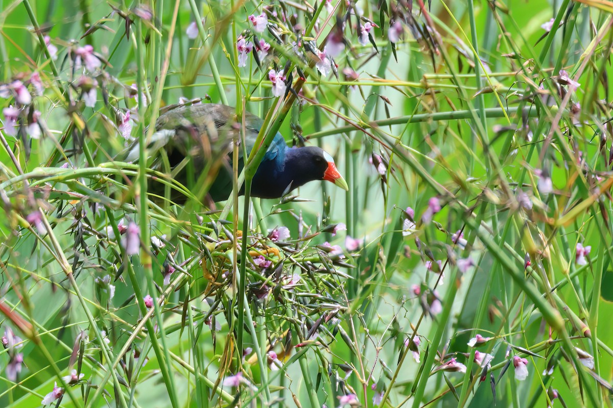 Purple Gallinule - ML611038612