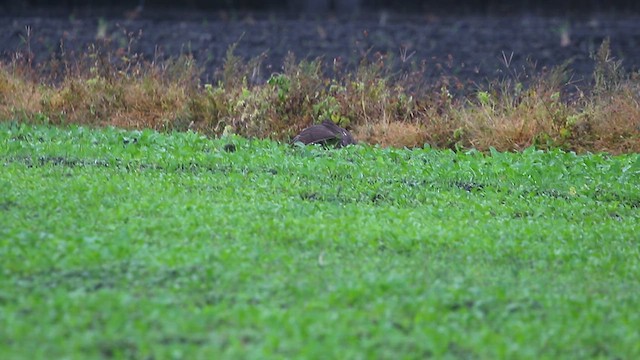 Eurasian Sparrowhawk - ML611038644