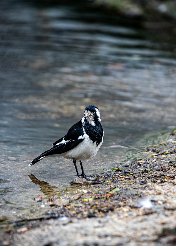 Magpie-lark - ML611038677