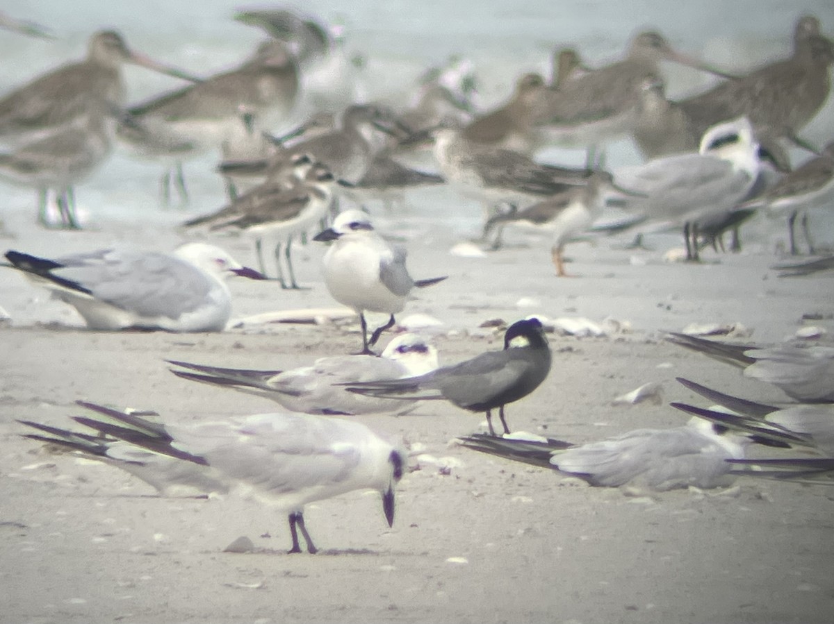 Whiskered Tern - ML611038689