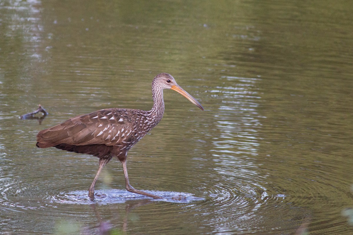 Limpkin - ML611038702
