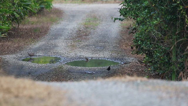 Chinese Blackbird - ML611038740