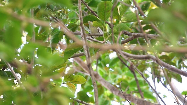 Arctic/Kamchatka Leaf Warbler - ML611038783