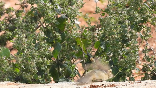 Booted Warbler - ML611038812