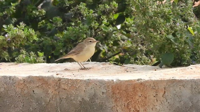 Booted Warbler - ML611038813