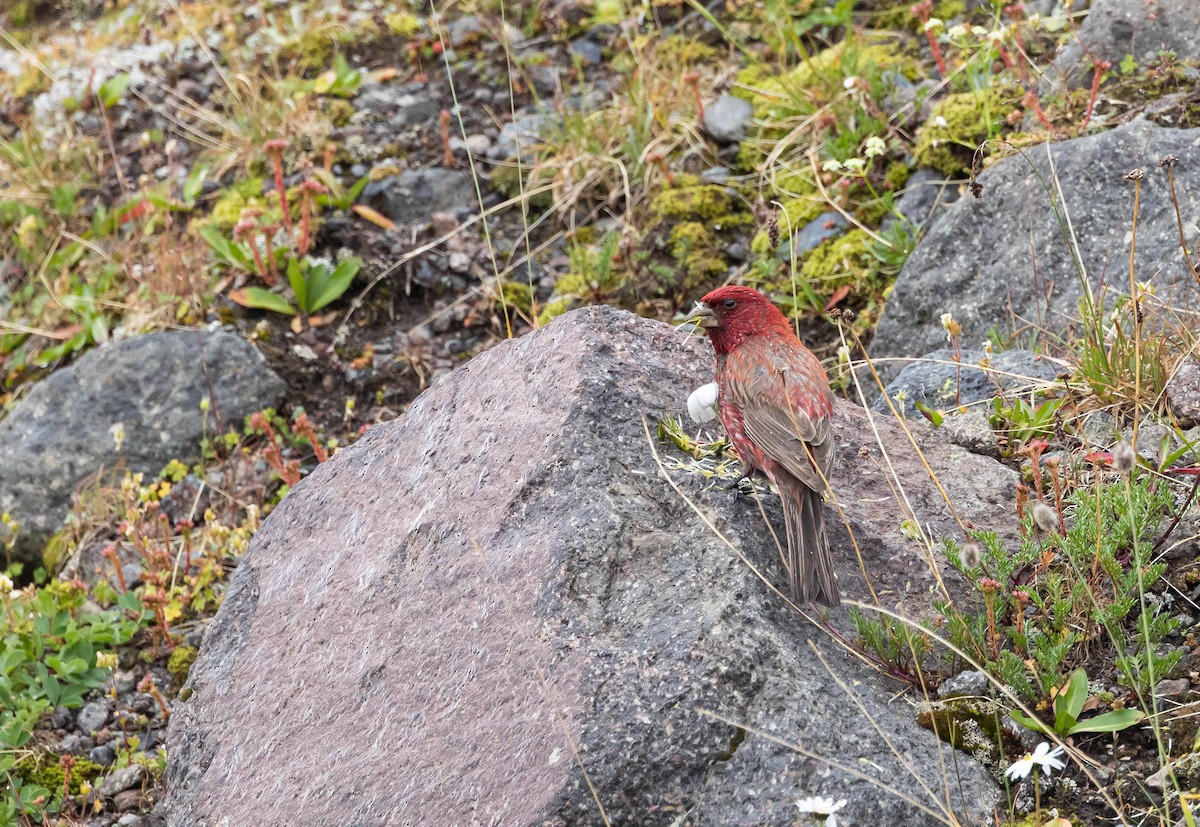 Great Rosefinch - ML611038816