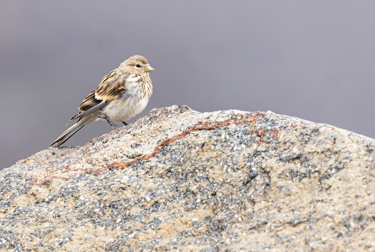 Twite - ML611038824