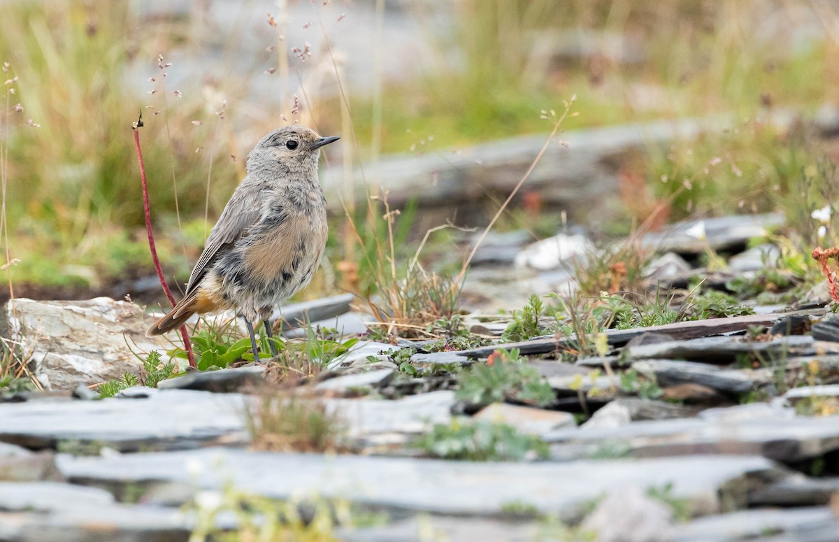 White-winged Redstart - ML611038831