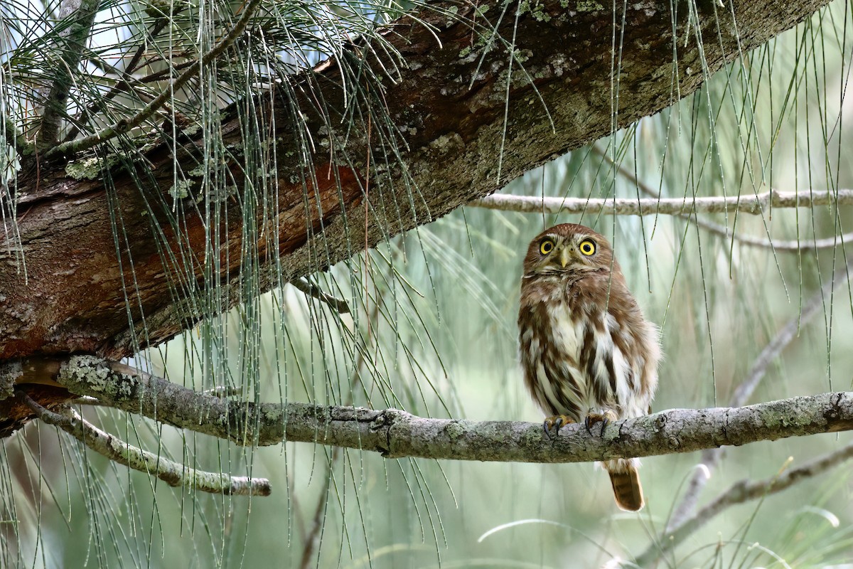 Ferruginous Pygmy-Owl - ML611038837