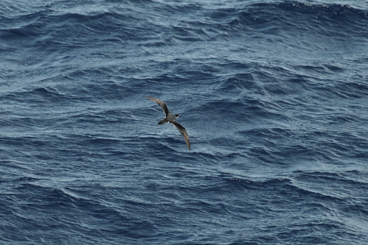 Barau's Petrel - Adrien Pajot