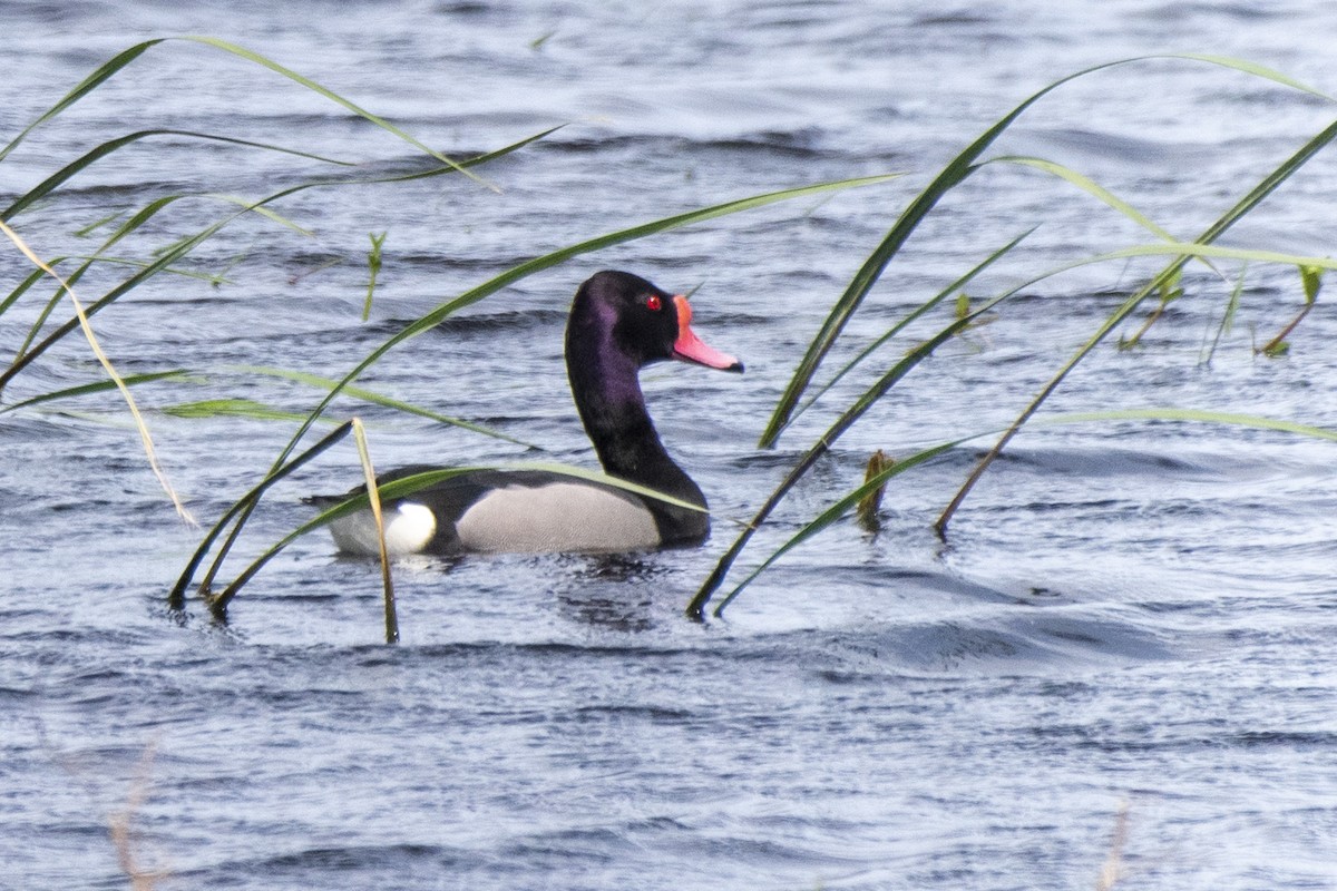 Rosy-billed Pochard - ML611038879