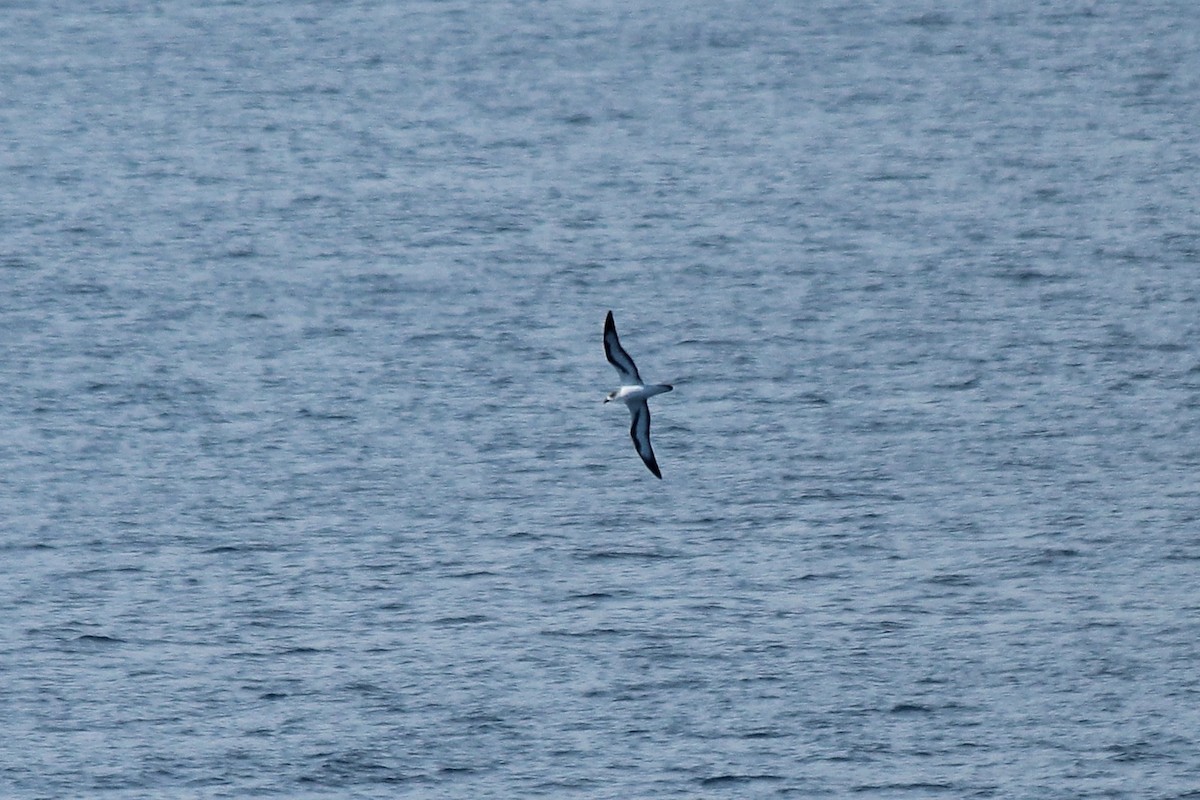 Barau's Petrel - Adrien Pajot