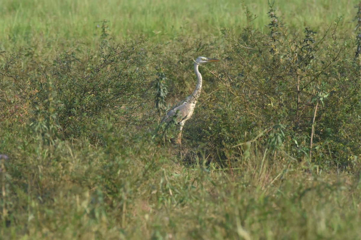 Gray Heron - ML611038895