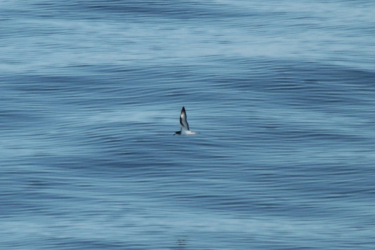 Barau's Petrel - Adrien Pajot