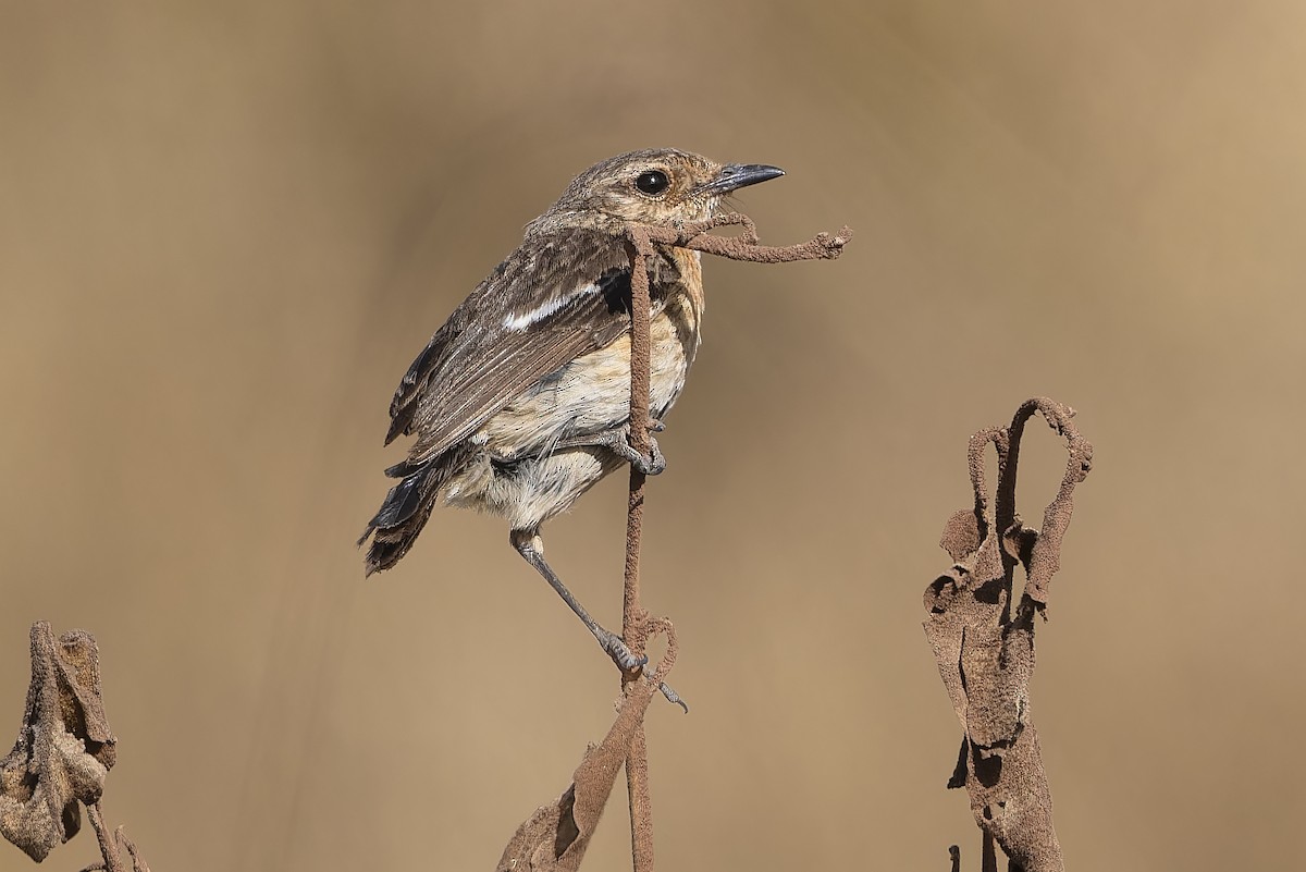 African Stonechat - ML611038965