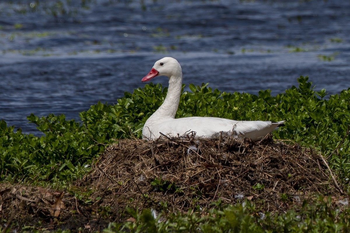 Cisne Coscoroba - ML611038983