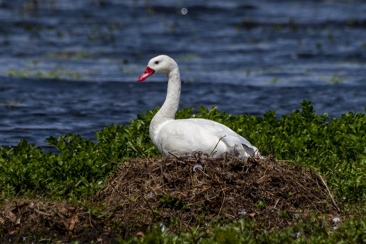 Coscoroba Swan - ML611038985