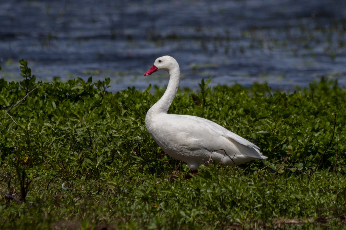 Coscoroba Swan - ML611038986