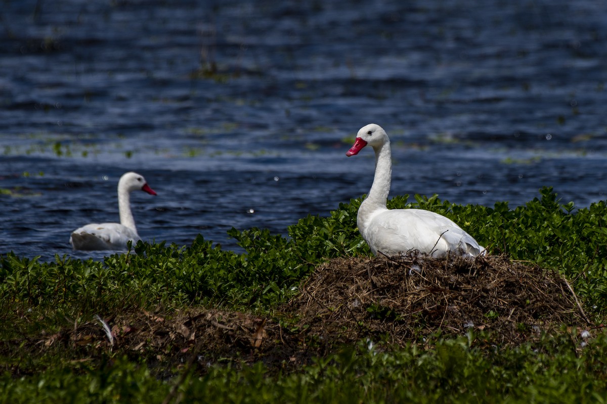 Coscoroba Swan - ML611038987