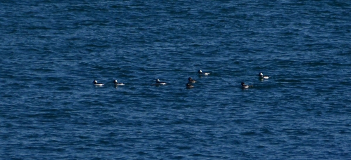 Bufflehead - ML611039006