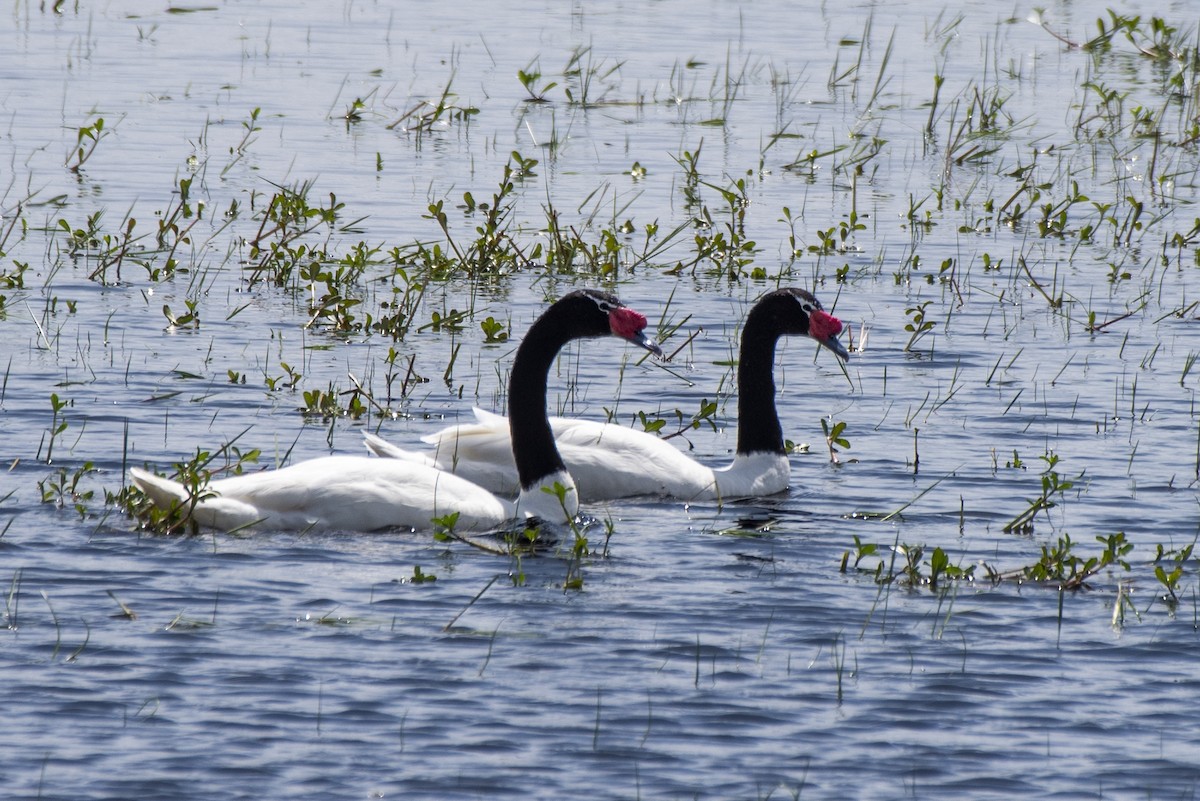 Black-necked Swan - ML611039060