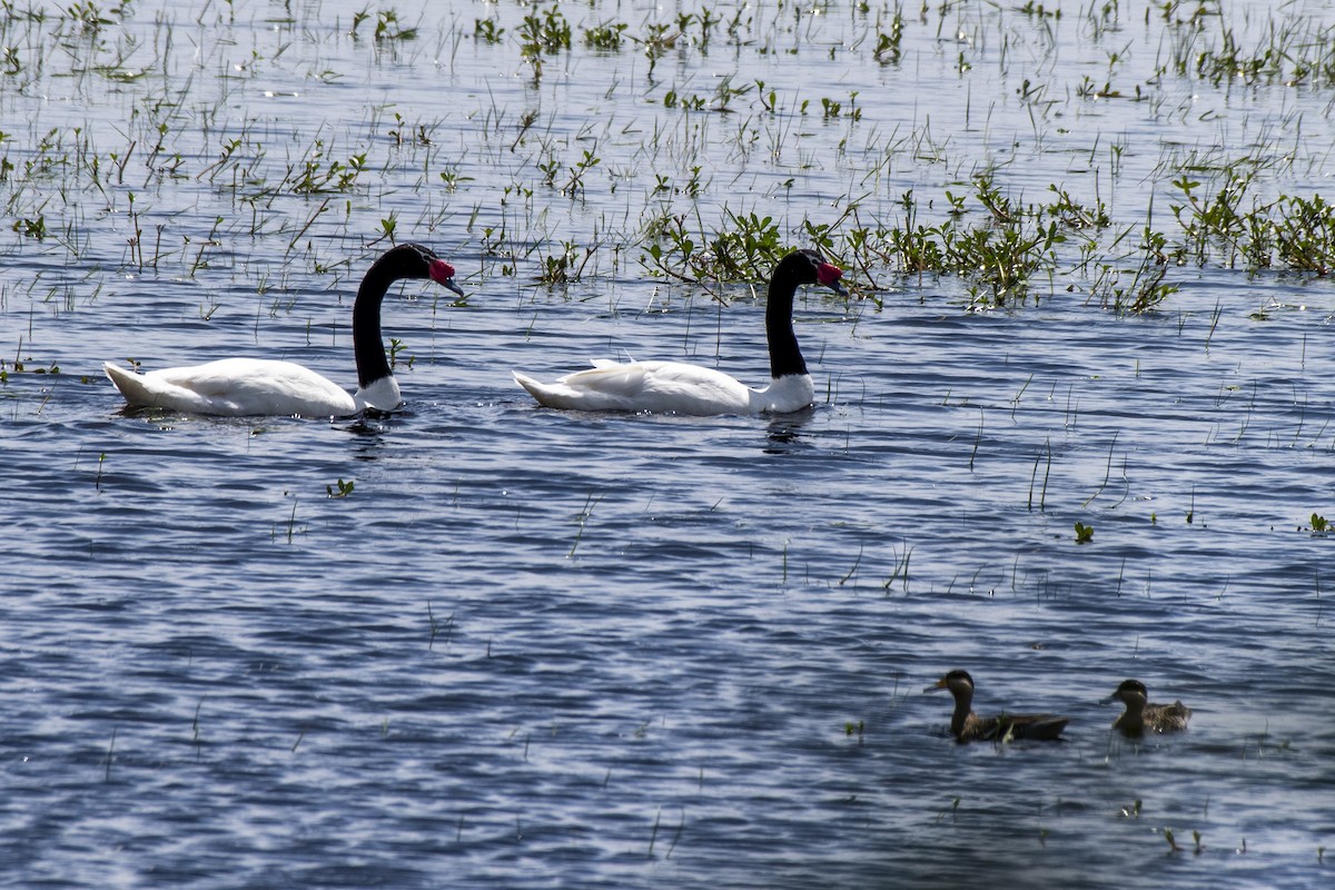 Black-necked Swan - ML611039061