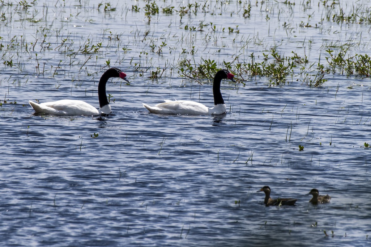 Cisne Cuellinegro - ML611039061