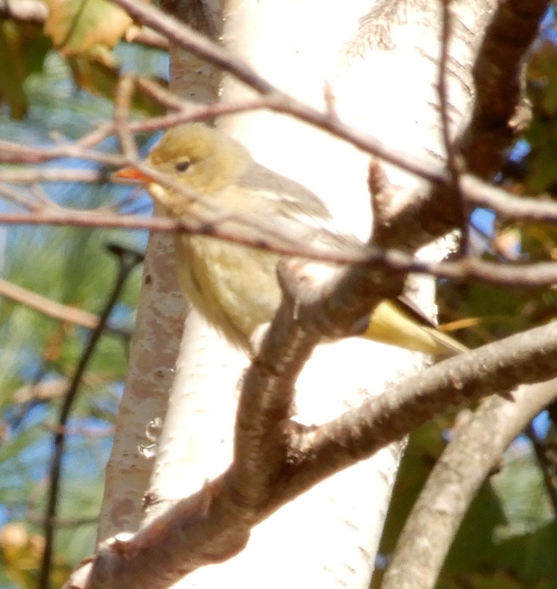 Western Tanager - ML611039104