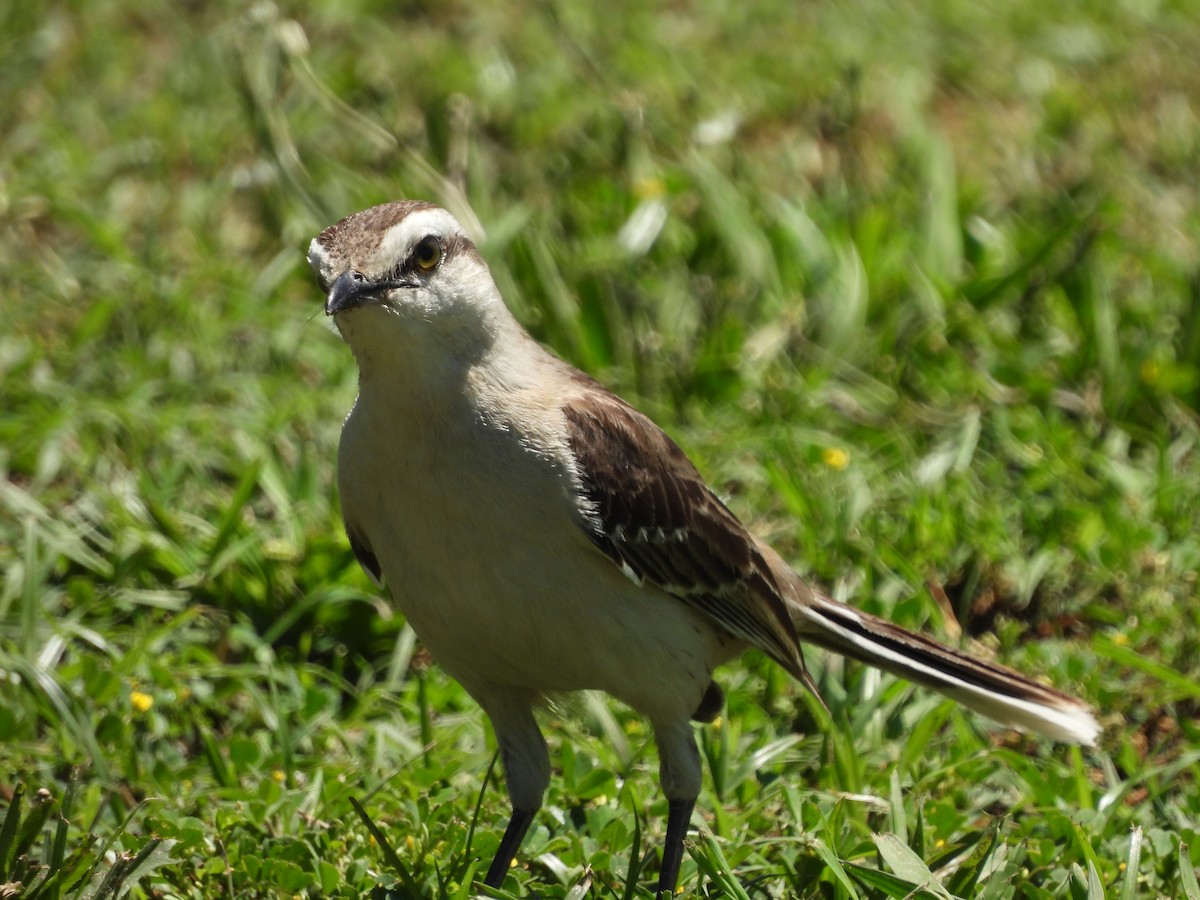 Chalk-browed Mockingbird - ML611039333