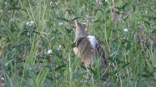 Pinnated Bittern - ML611039372