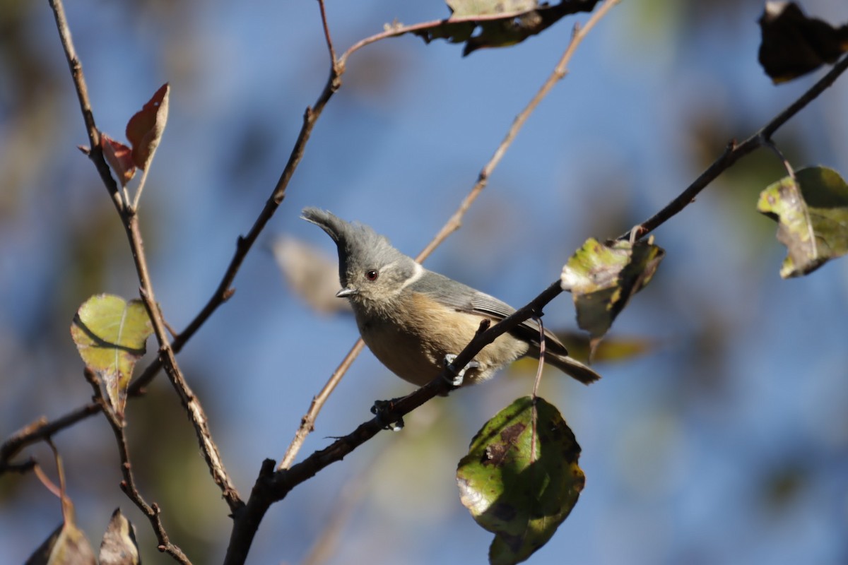 Gray-crested Tit - Pete Harvey