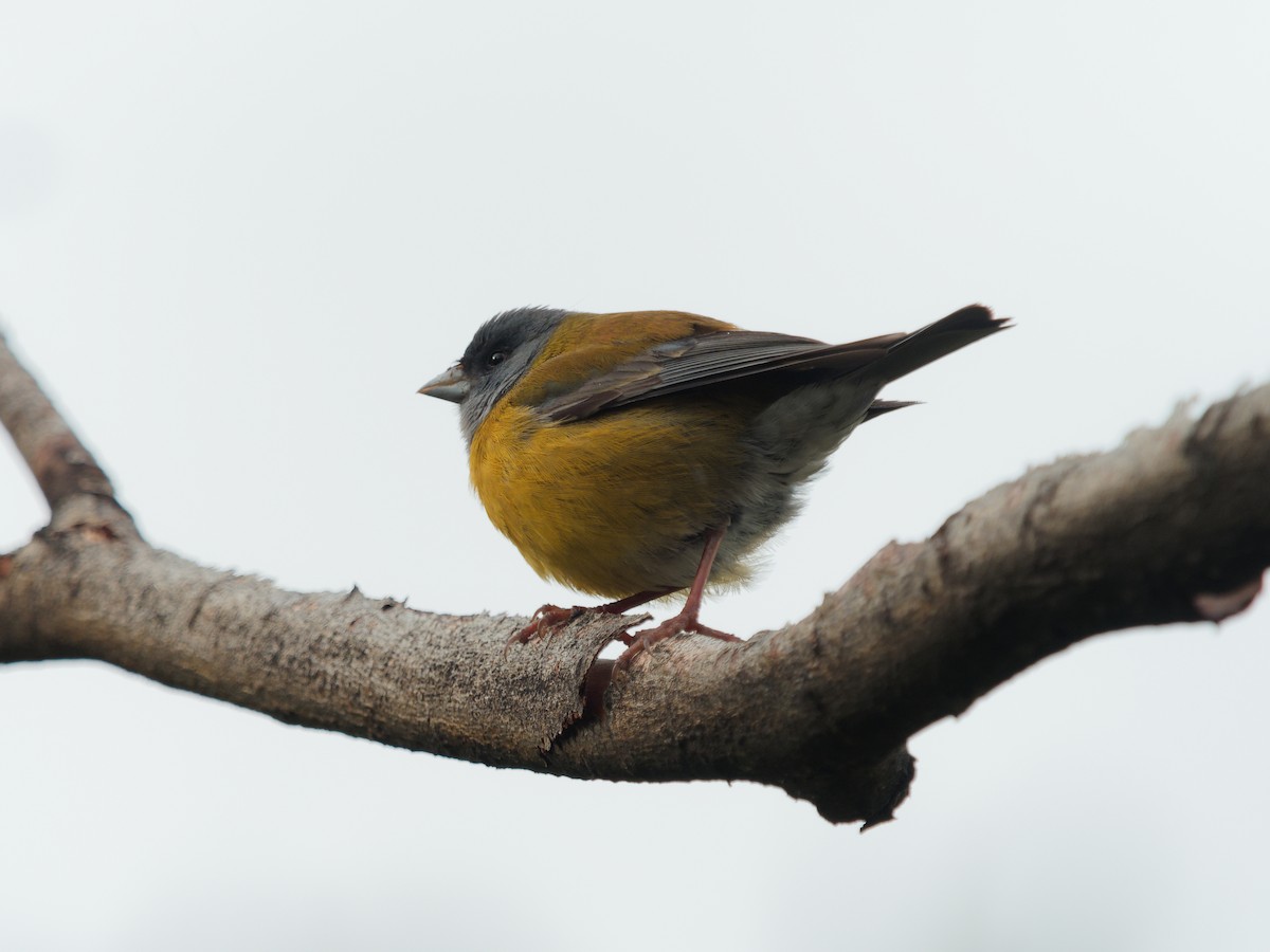 Gray-hooded Sierra Finch - ML611039549