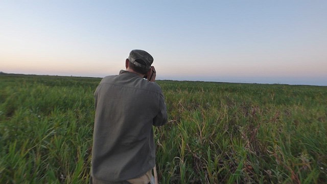 Pinnated Bittern - ML611039552