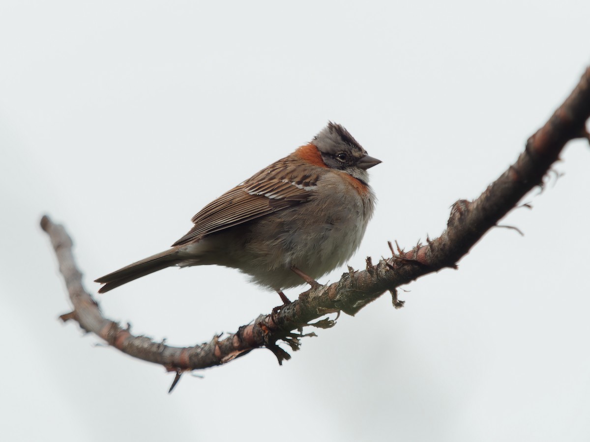 Rufous-collared Sparrow - ML611039553