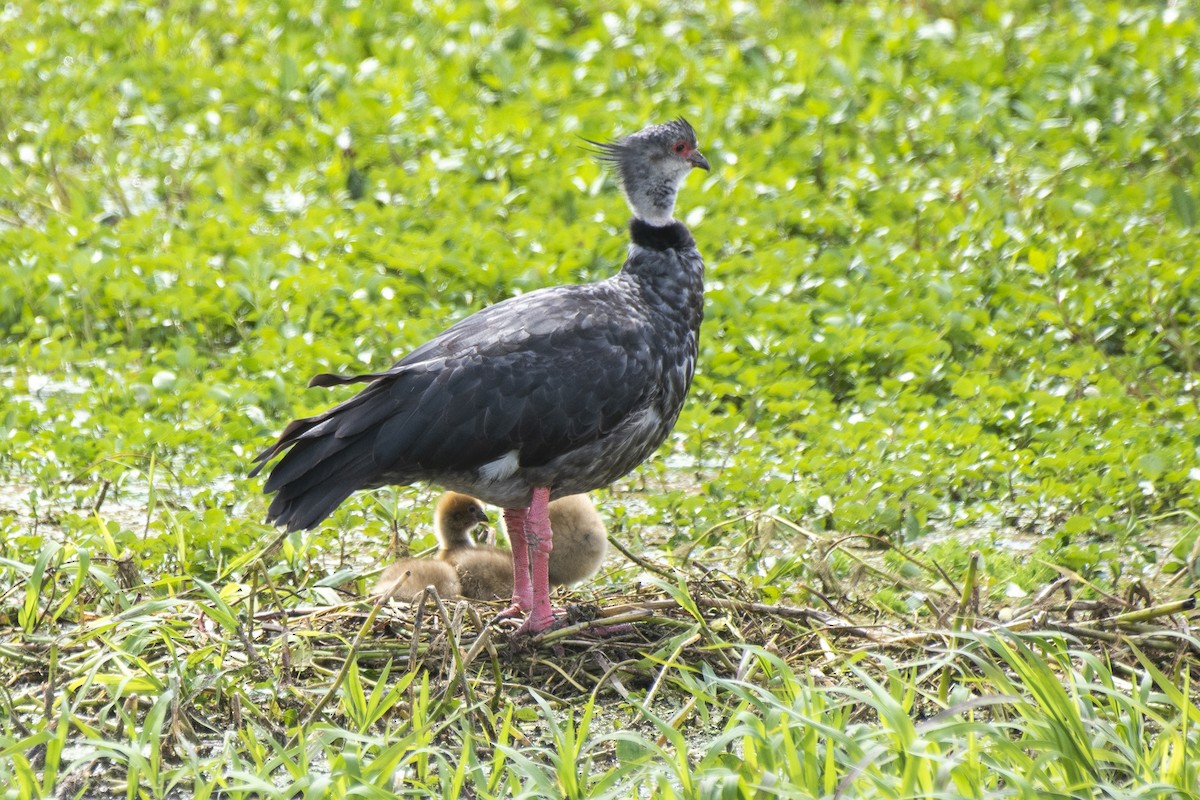 Southern Screamer - ML611039554