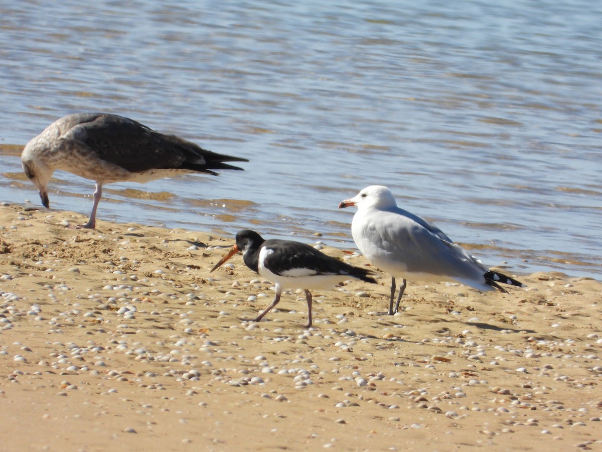 Eurasian Oystercatcher - ML611039555