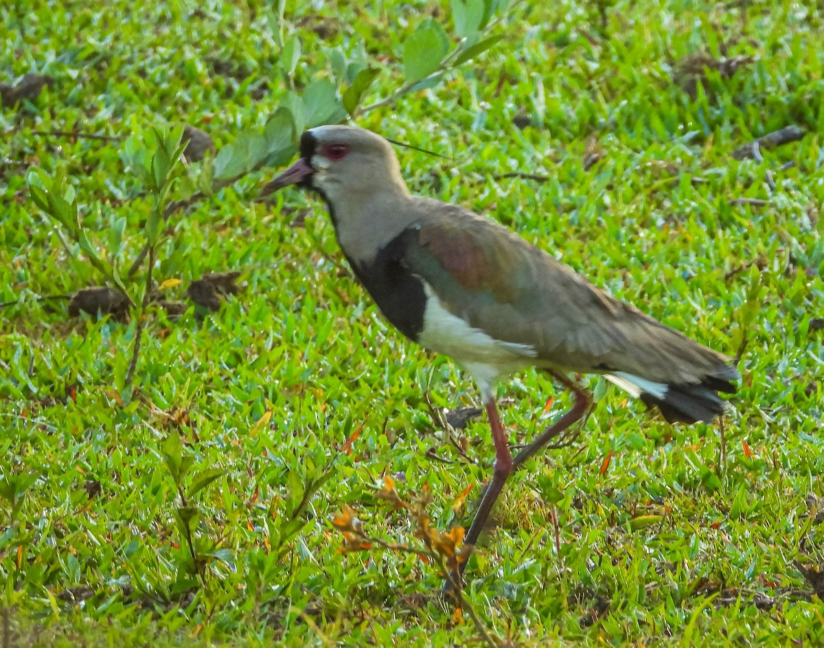 Southern Lapwing - ML611039576