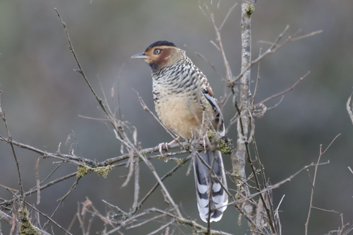 Spotted Laughingthrush - ML611039579