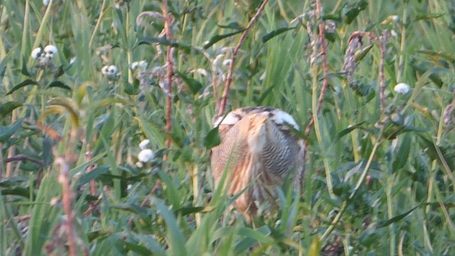 Pinnated Bittern - ML611039584