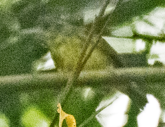 Spot-breasted Antvireo - ML611039636