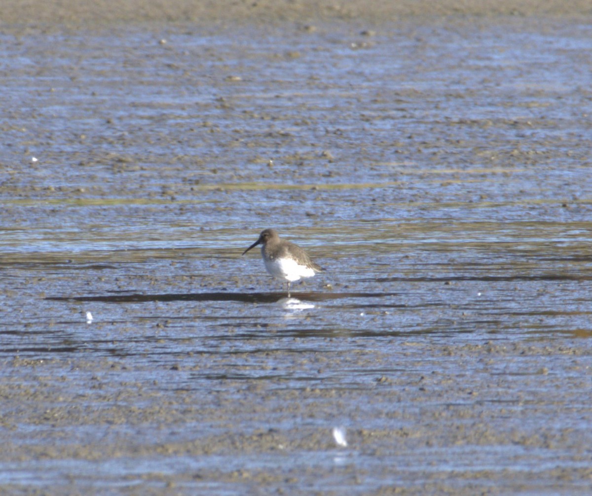 Dunlin - ML611039641