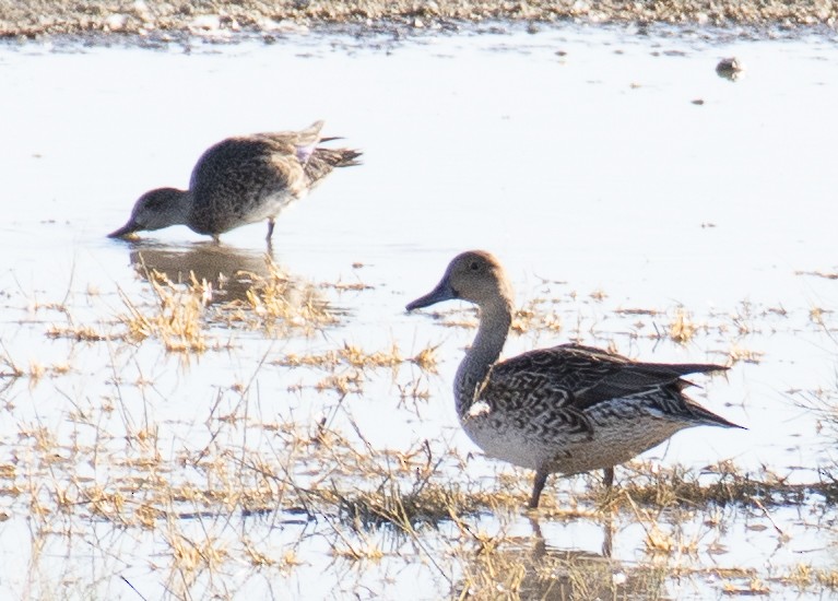 Northern Pintail - Jim Wilson