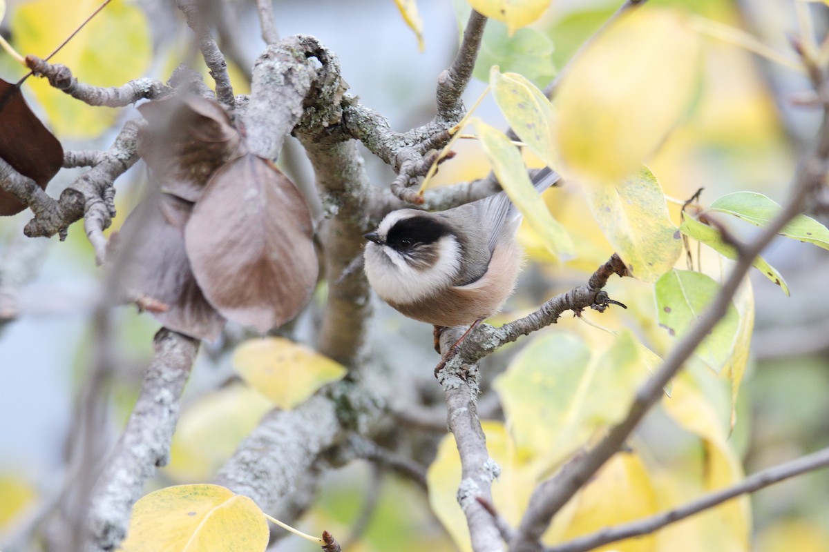 White-throated Tit - Qayoom Sofi