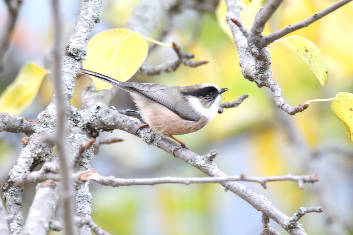 White-throated Tit - Qayoom Sofi