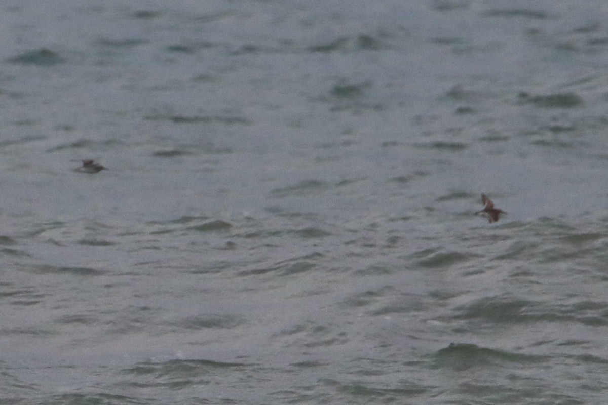 Dunlin (alpina/centralis) - ML611039995